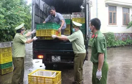 Quảng Ninh: Tiêu hủy 15.000 con gà giống không rõ nguồn gốc