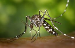 Virus Zika có khả năng gây teo tinh hoàn