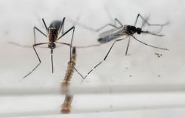 Việt Nam chính thức vào cuộc chiến chống virus Zika