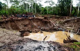 "Vàng tặc" - Vấn nạn tại đất nước Peru