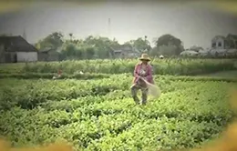Đình chỉ phóng viên thực hiện phóng sự "Cây chổi quét rau"