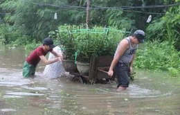 Người trồng hoa Tết Quảng Ngãi nguy cơ trắng tay sau lũ