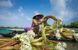 Mùa nước nổi - Mùa bông súng nở tại miền Tây