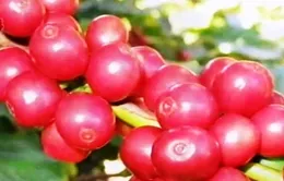 Việt Nam đứng thứ tư về tổng lượng tiêu thụ cà phê