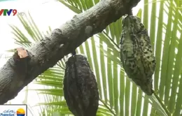 Hiệu quả thấp, nông dân Trà Vinh đốn bỏ cacao