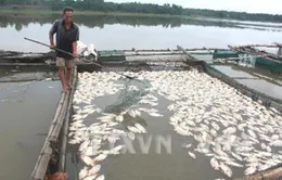 Cá lồng chết hàng loạt ở Phú Yên