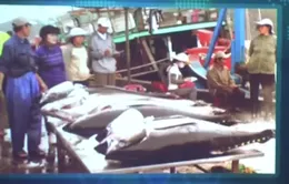 Tiếp diễn tình trạng ngư dân bị o ép giá bán cá ngừ đại dương