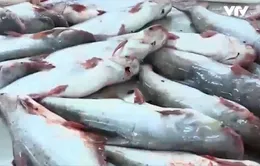 Thiếu hụt nghiêm trọng nguyên liệu cá tra xuất khẩu