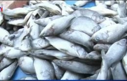 TT-Huế thành lập hội đồng đánh giá thiệt hại sự cố môi trường biển