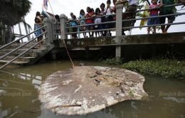 Thái Lan làm sạch nước sông Mae Klong