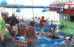 Vướng mắc trong triển khai đề án sản xuất cá ngừ theo chuỗi