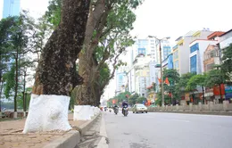 Xây metro, nhiều cây cổ thụ tại TP.HCM sắp bị chặt hạ
