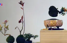 Độc đáo cây Bonsai biết… bay