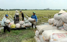 Tin vào “cò lúa”, nông dân Hậu Giang bị lừa hàng tỉ đồng