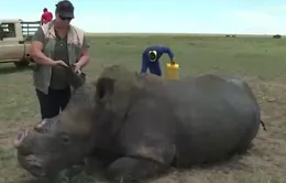 Chiến dịch cưa sừng để bảo vệ tê giác tại Nam Phi