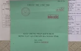 Quản lý hoạt động kiểm dịch thú y ở Phú Thọ: Chỉ giám sát trên giấy