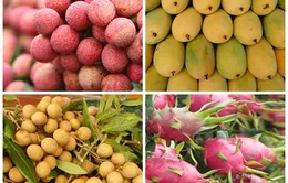 Nhiều hoa quả Việt Nam xâm nhập các thị trường khó tính