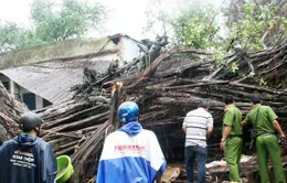 Kiên Giang: Gừa cổ thụ ngã đổ đè bé trai 12 tuổi tử vong