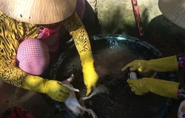 Kinh hãi cơ sở dùng hóa chất màu đen để... nhổ lông vịt