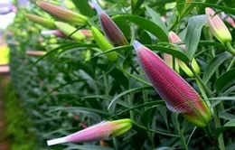 Thời tiết nóng ấm, người trồng ly tại Hà Nội thiệt hại cả tỷ đồng