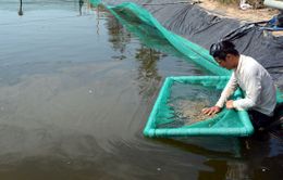 Thời tiết bất lợi, nông dân chậm thả tôm giống