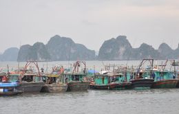 Quảng Ninh: Di chuyển các tàu thuyền về nơi tránh bão