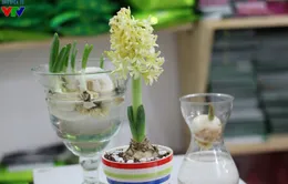 Đón Tết Bính Thân sớm với hoa lạ và cây cảnh tự trồng tại nhà