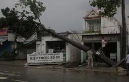 TP.HCM: Dông lốc quật ngã nhiều cây xanh, nhiều nhà dân tốc mái