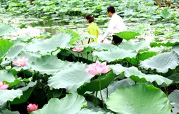 Vẻ đẹp tinh khôi của hoa sen nở muộn giữa lòng Hà Nội