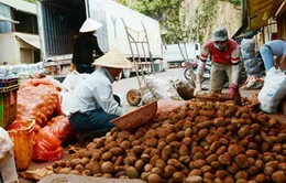 Mạo danh nông sản Đà Lạt: Tràn lan và dai dẳng!