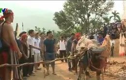 Quảng Ngãi: Nhiều gia đình lâm vào cảnh nợ nần sau lễ đâm trâu