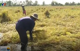 Thương lái không thu mua, người trồng lúa Kiên Giang điêu đứng