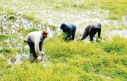 Thiếu nguồn lực, doanh nghiệp khó đầu tư vào nông nghiệp