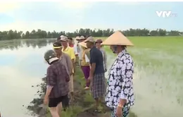 Kiên Giang: Mâu thuẫn con tôm - cây lúa vẫn chưa kết thúc