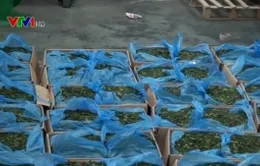 Bắt hơn 300kg lá “Khat” chứa chất ma túy cực mạnh