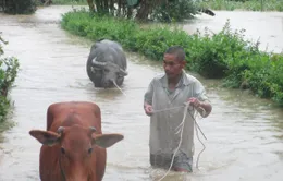 Người dân Hà Tĩnh bảo vệ đàn trâu bò trong mưa lũ