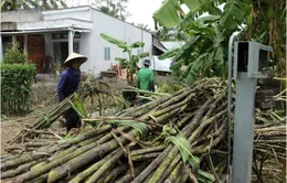 Giá mía tăng cao, nông dân chưa muốn bán