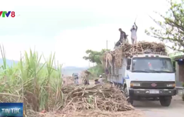 Nông dân không nên thu hoạch mía ồ ạt