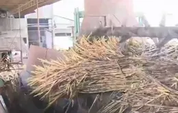 Nhiều nhà máy đường ở Hậu Giang ngưng hoạt động vì thiếu nguyên liệu