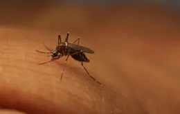 Tạo ra muỗi biến đổi gen để chống virus Zika