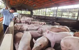 Chưa thể xuất đi Trung Quốc, hàng trăm nghìn tấn heo ùn ứ ở Đồng Nai