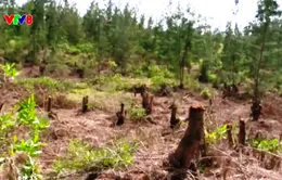 Rừng phòng hộ ven biển Bình Định bị tàn phá không thương tiếc
