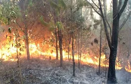 Cảnh báo cháy rừng mức cực kỳ nguy hiểm ở Phú Quốc và U Minh Hạ