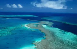 Rạn san hô Great Barrier Reef "kêu cứu"