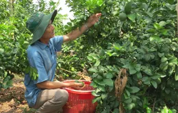 Đồng Tháp: Chanh Cao Lãnh xuất khẩu sang Hàn Quốc