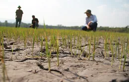 Hạn hán ngày càng nghiêm trọng tại Tây Nguyên