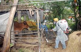 Thanh Hóa: Bùng phát dịch lở mồm long móng