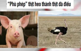 Điểm báo 3/6: Phát hiện cơ sở “phù phép” thịt lợn thành thịt đà điểu