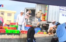 Lợi dụng thông tin cá chết, thương lái ép giá ngư dân