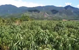 Nông dân Phú Yên ồ ạt trồng sắn